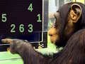 Ойын Memory Chimp
