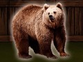 Ойын Save The Grizzly Bear