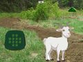 Ойын Goat Find The Child