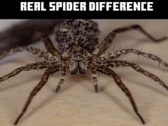 Ойын Real Spider Difference